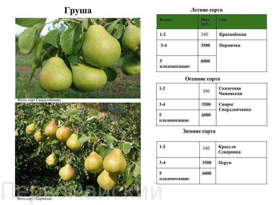 Груша москвичка — отличный выбор не только для подмосковья