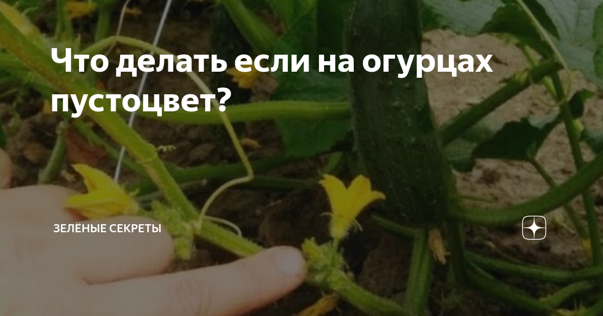 Пустоцвета на огурцах не будет: 3 приема и 1 хитрость | ягодный сад, или прикладное садоводство в советах, вопросах и ответах