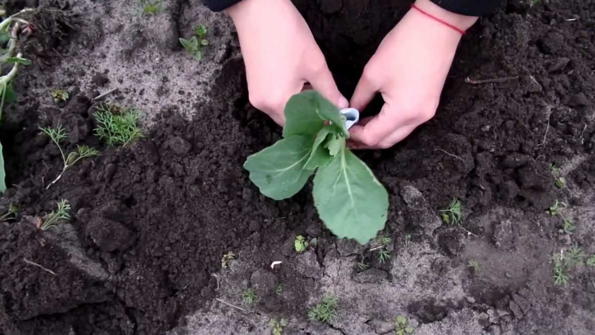 Посадка капусты в открытый грунт рассадой и семенами