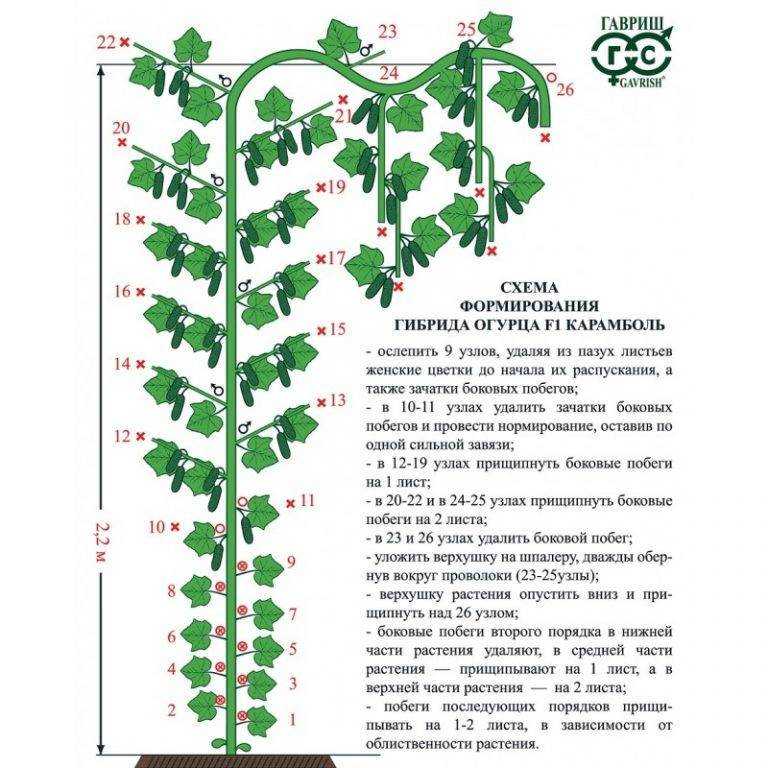 Как правильно формировать сладкий перец? формирование куста перца в теплице и открытом грунте. фото
