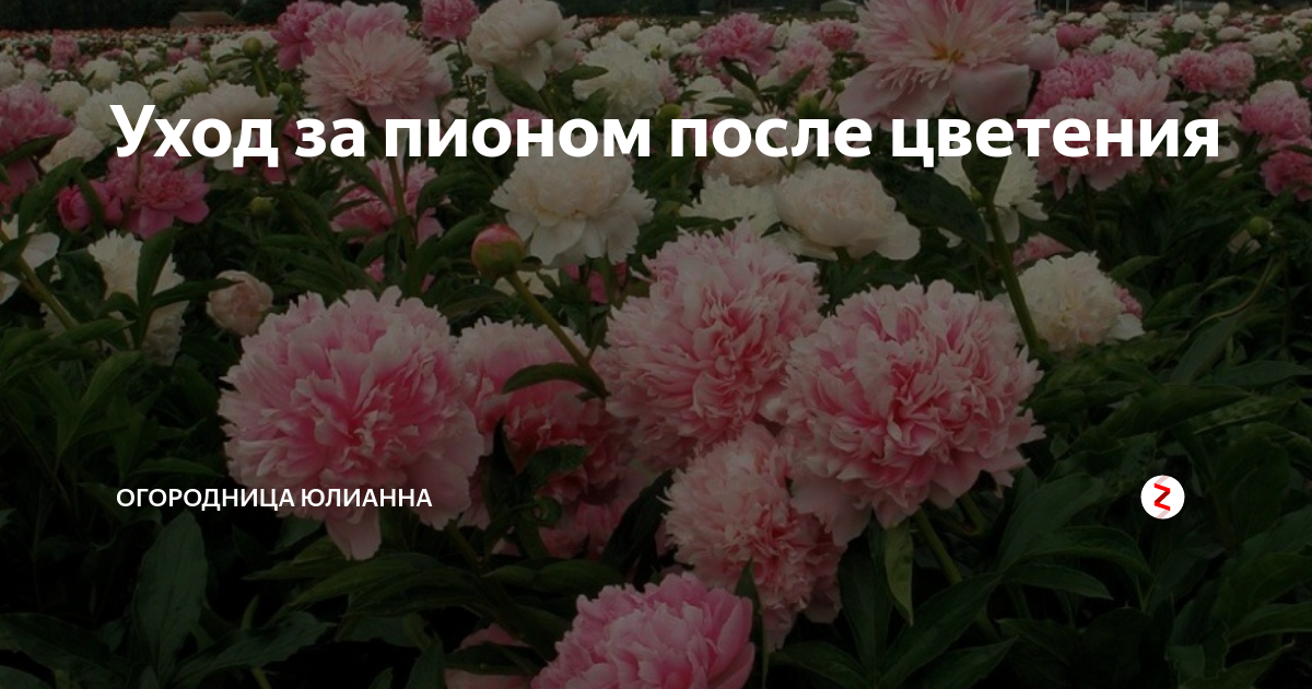 Обрезка пионов осенью и весной: фото и видео как правильно обрезать пионы