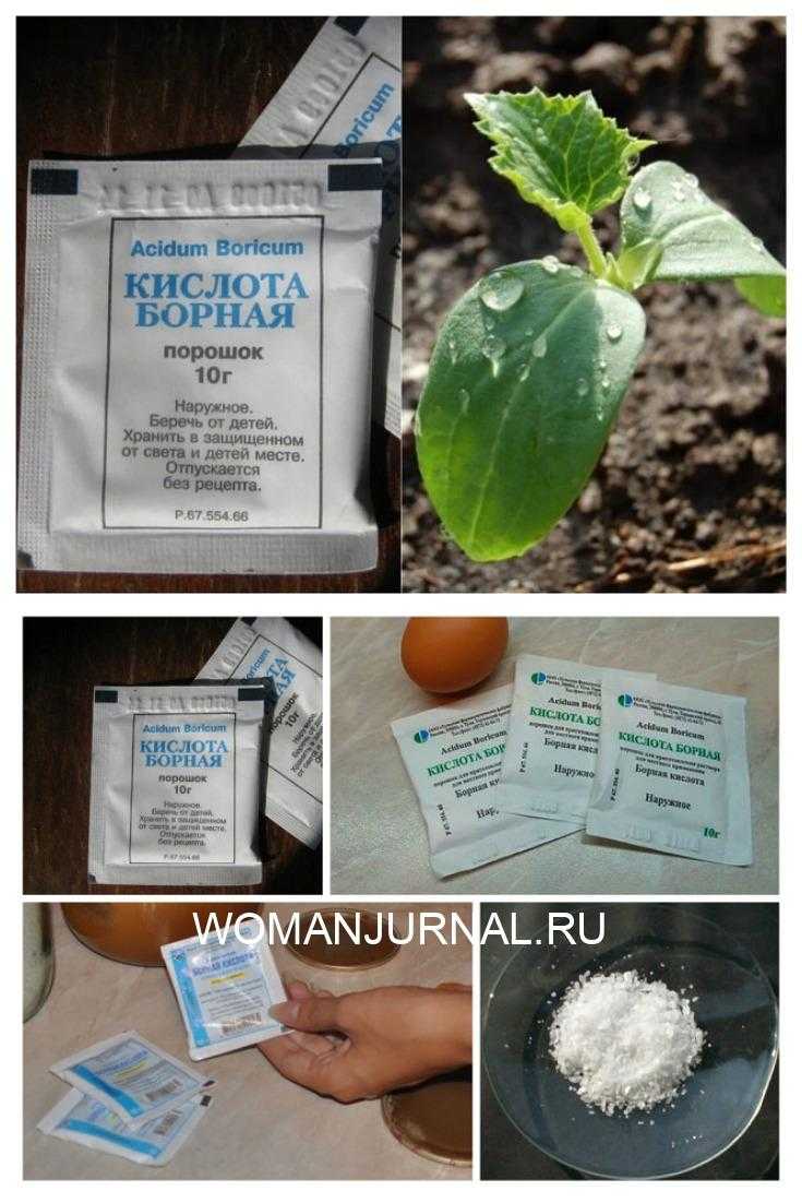 Подкормка огурцов борной кислотой: как разводить раствор для опрыскивания, рецепты и пропорции