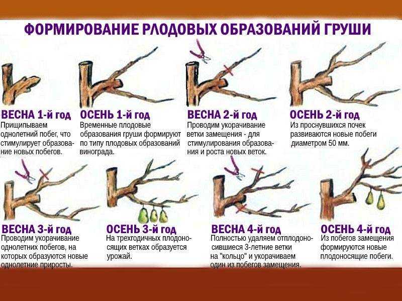 Как обрезать грушу и формировать крону, обрезка весной