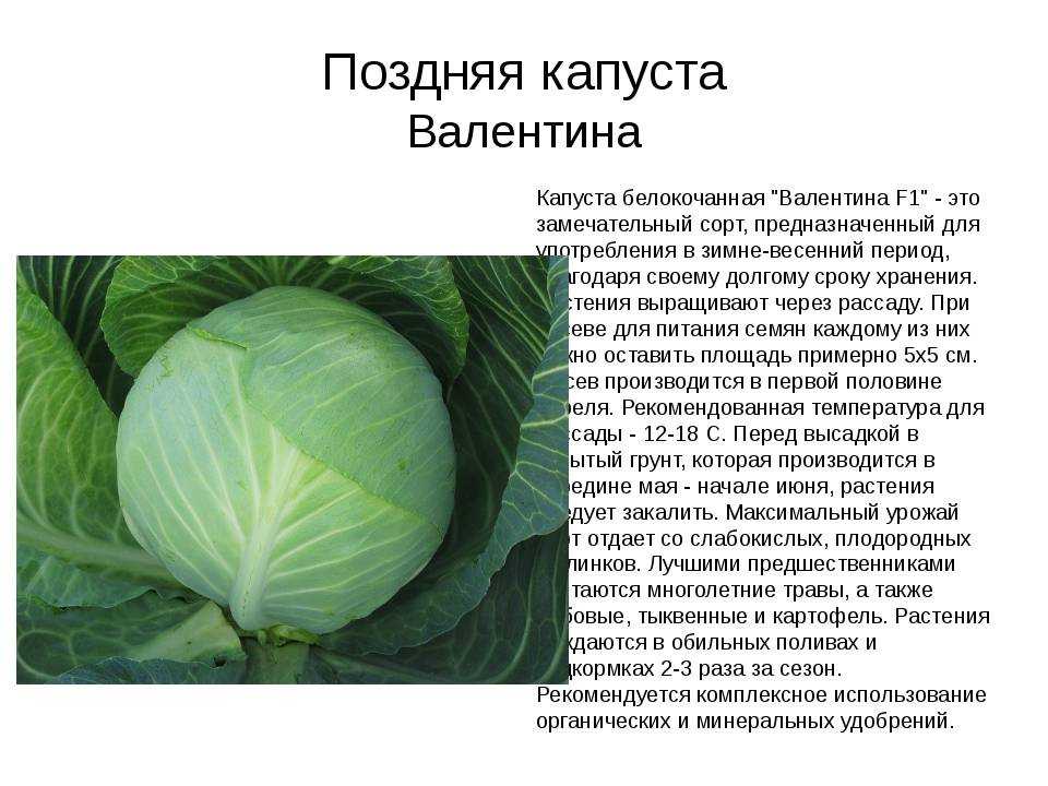 Капуста "валентина: описание и характеристика, фото, отзывы