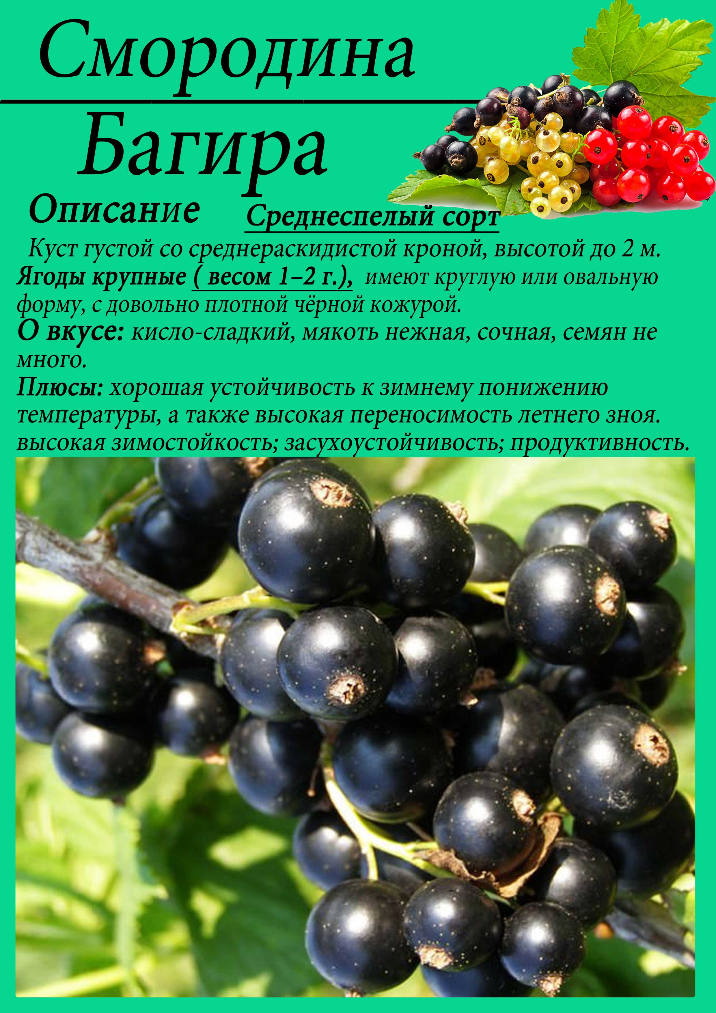 Смородина сокровище: описание сорта, фото, отзывы, характеристики