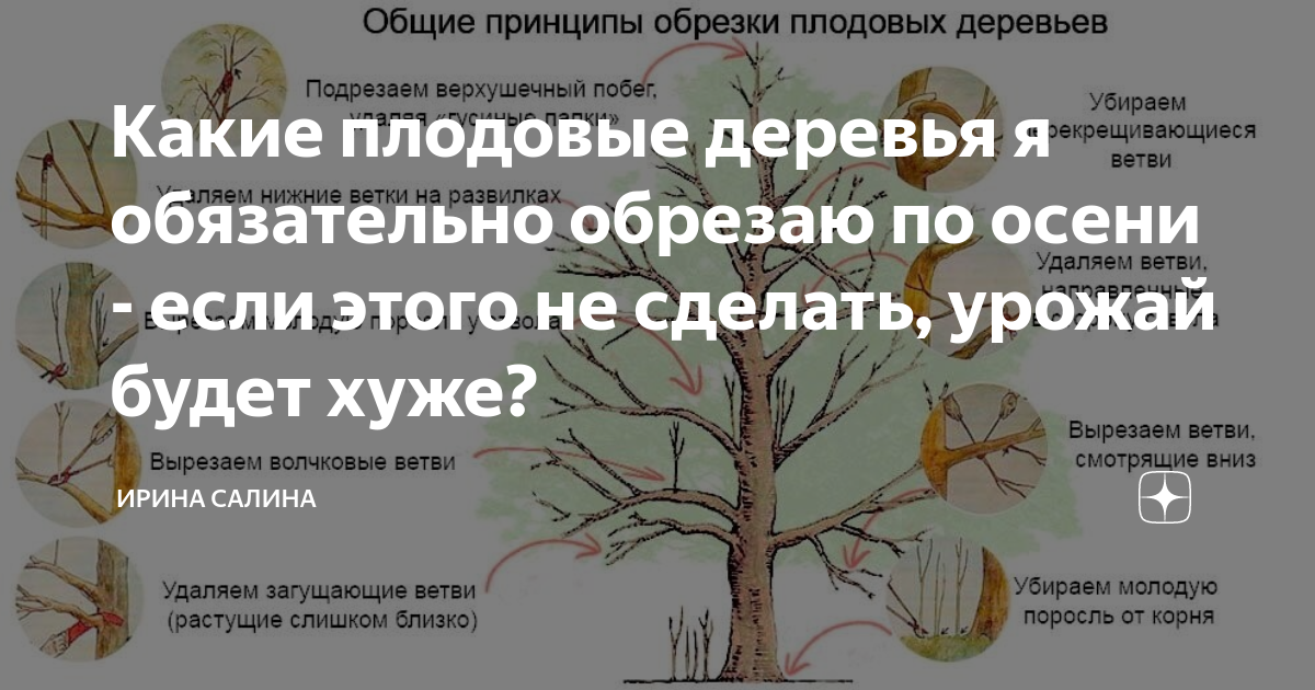 [инструкция] осенняя обрезка деревьев: сроки и описание