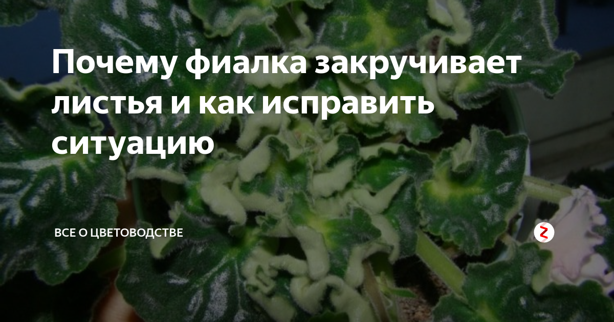 Что делать, если закручиваются листья фиалки, почему происходит скручивание листа