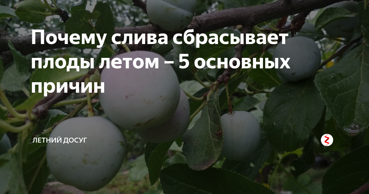 Почему яблоня сбрасывает плоды до их созревания: причины и что делать