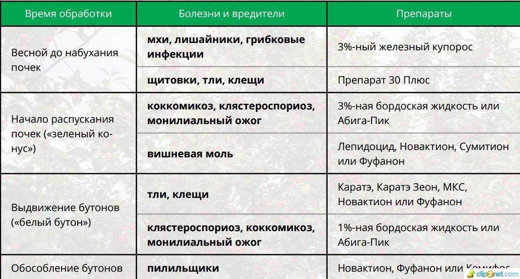 Обработка малины от вредителей и болезней весной и осенью