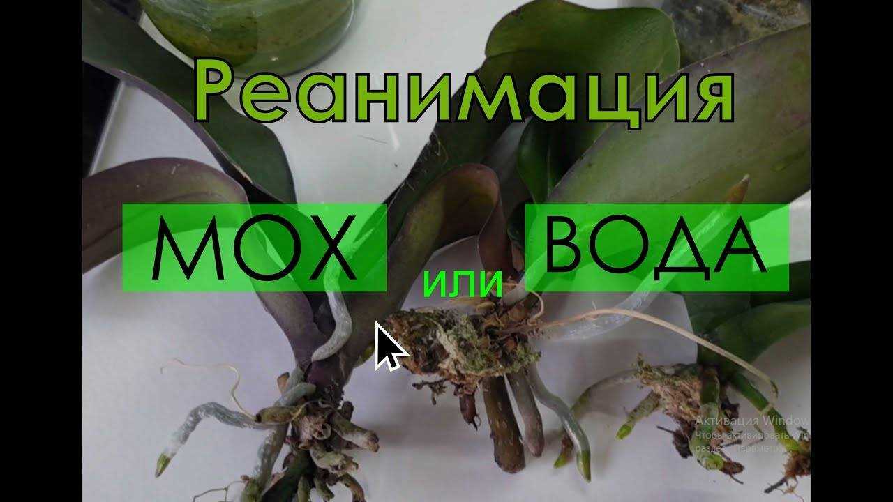 Как понять, что орхидея погибает и что делать, как восстановить и помочь цветку, если он вянет, фото и видео от специалистов