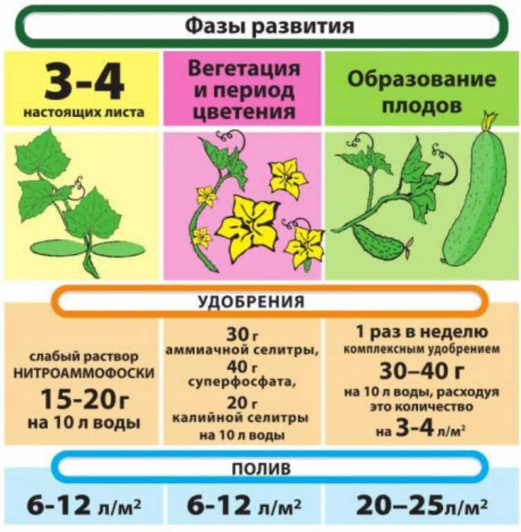 Как поливать огурцы, перцы и другие овощи: правила полива
