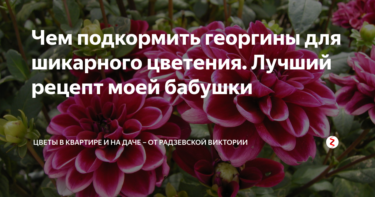 Чем подкормить георгины для обильного цветения. Удобрение георгинов. Полив георгин. Подкормка георгин для обильного цветения.