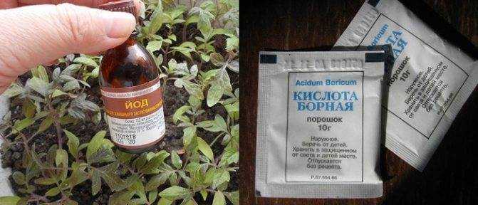 Как развести борную кислоту для опрыскивания огурцов