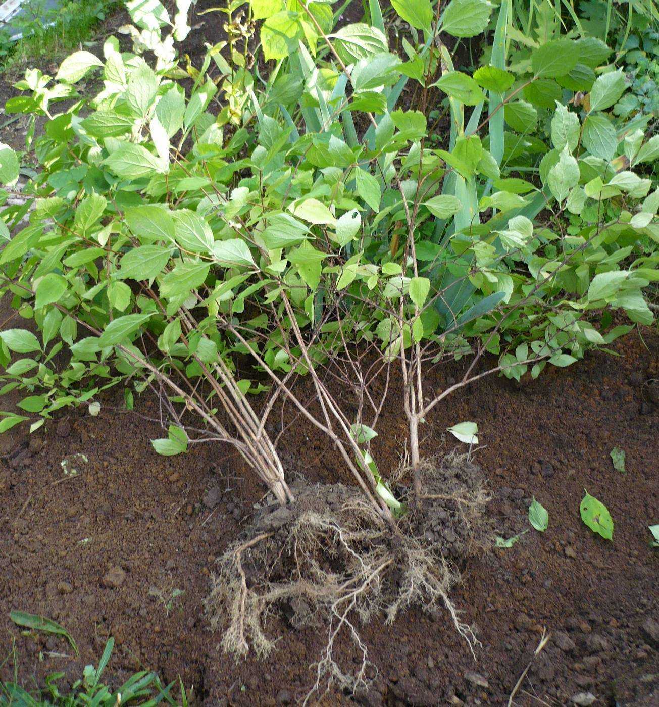 Как ухаживать за кустарником жасмин, выращивание дерева чубушник, применение в дизайне