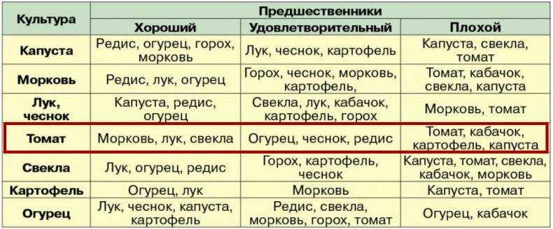 Собрали для вас рекомендации по севообороту чеснока — что можно посадить на грядках после сбора урожая