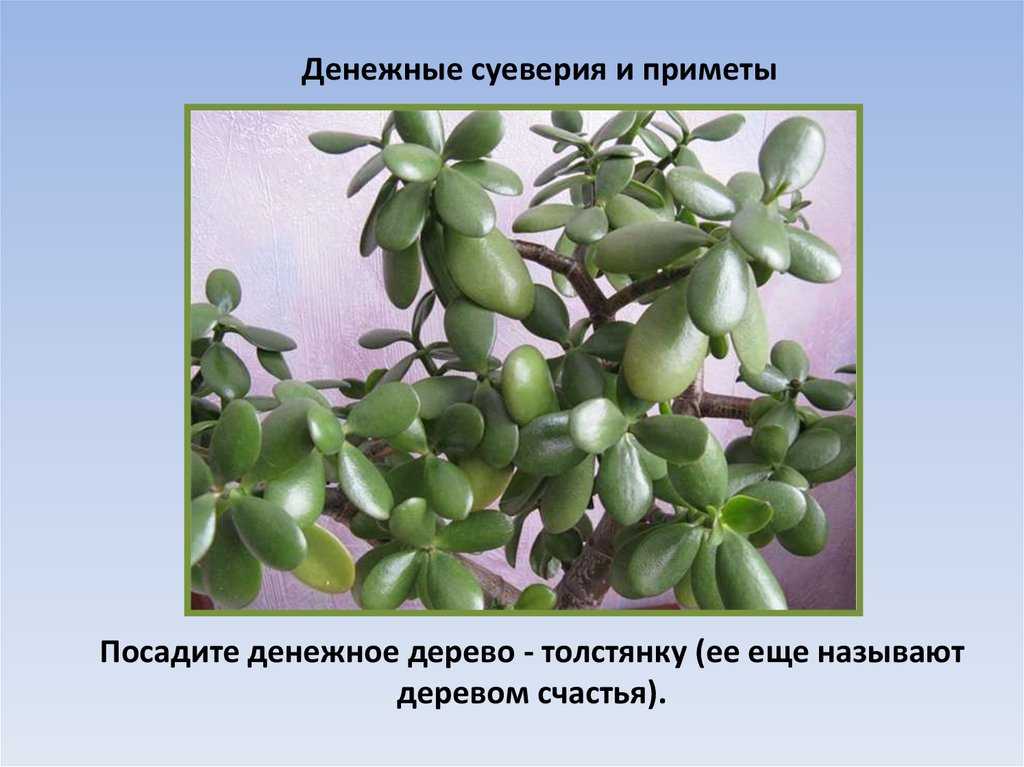 Денежное дерево: приметы и суеверия, можно ли держать дома