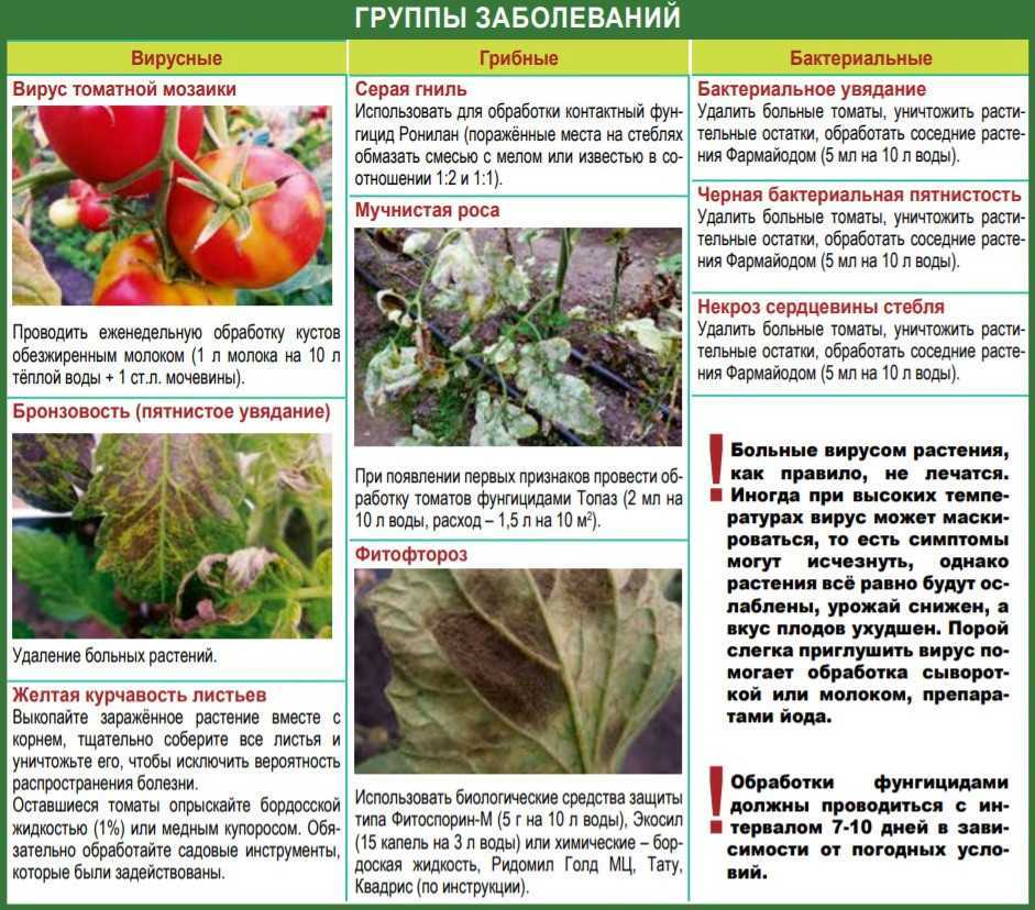 Бурая пятнистость на томатах: как с ней бороться