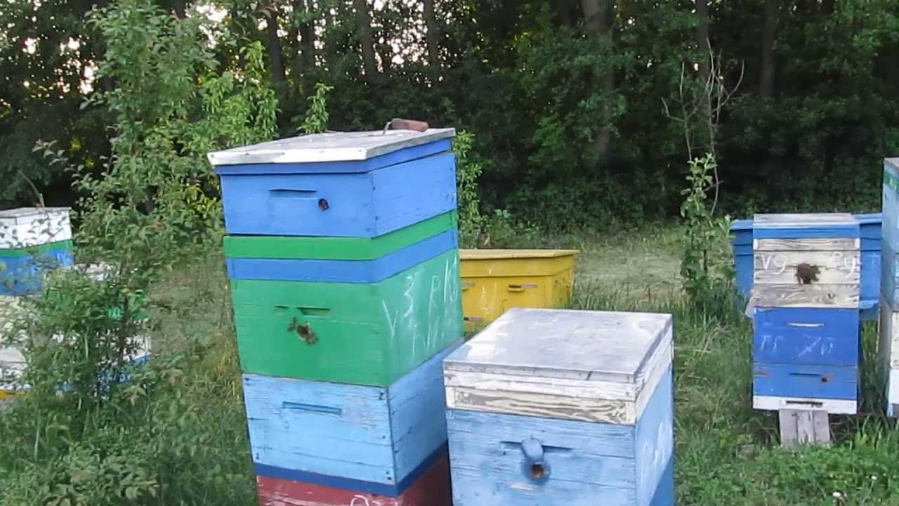Двухматочное содержание пчел: особенности, правила, технологии