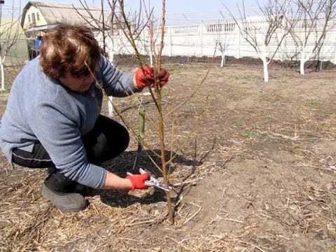Особенности посадки персика осенью: преимущества, сроки, как правильно садить, уход после посадки, когда пересаживать