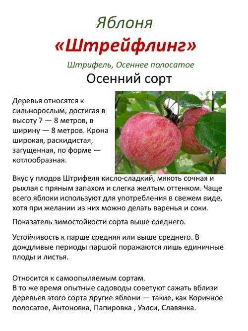 Яблоня штрифель: фото и описание сорта, отзывы