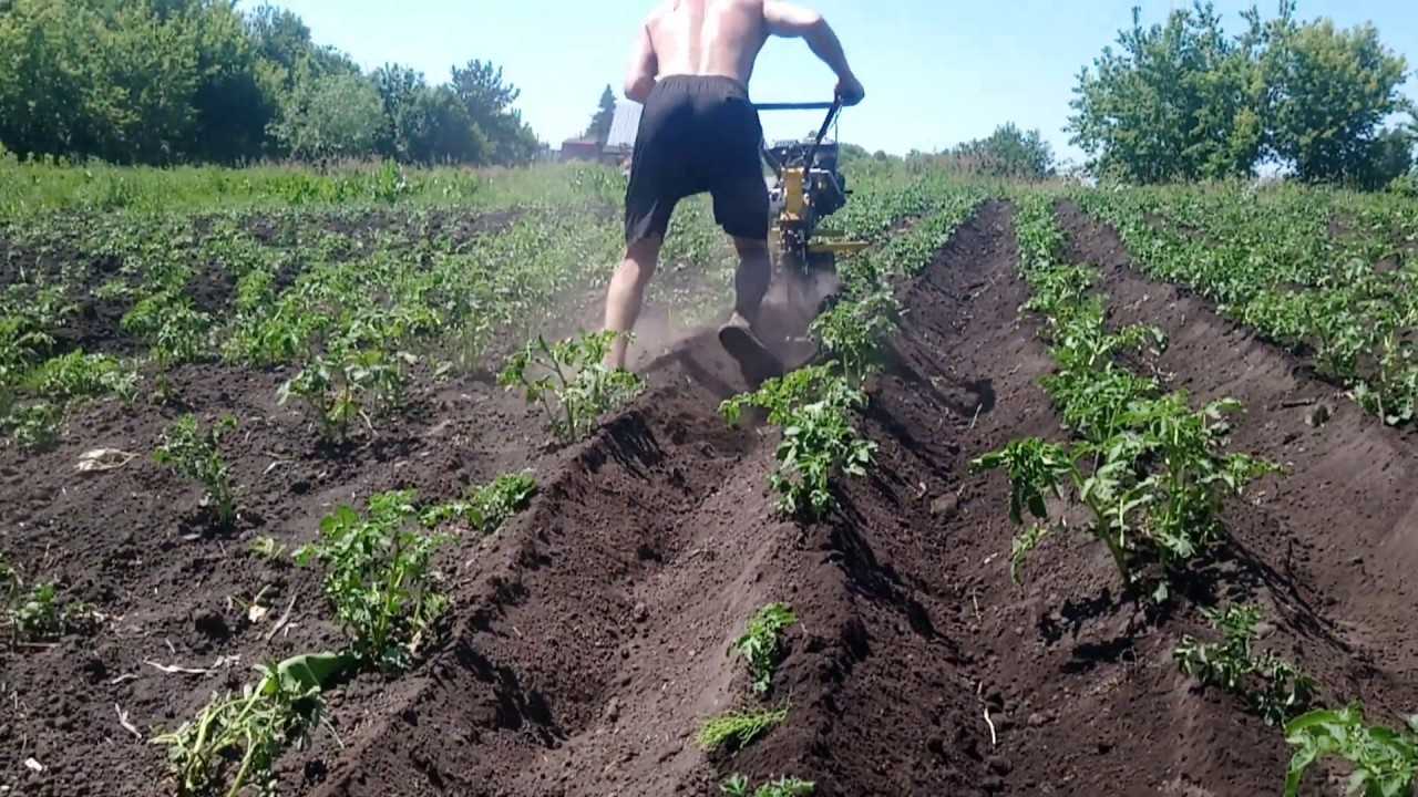 Молодой картофель: можно ли посадить второй раз, польза и вред