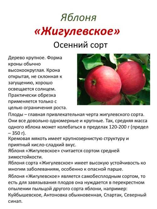 Колонновидные яблони от а до я: как выбрать, посадить и вырастить