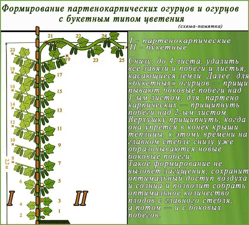 Огурец аякс f1: характеристика и советы по выращиванию