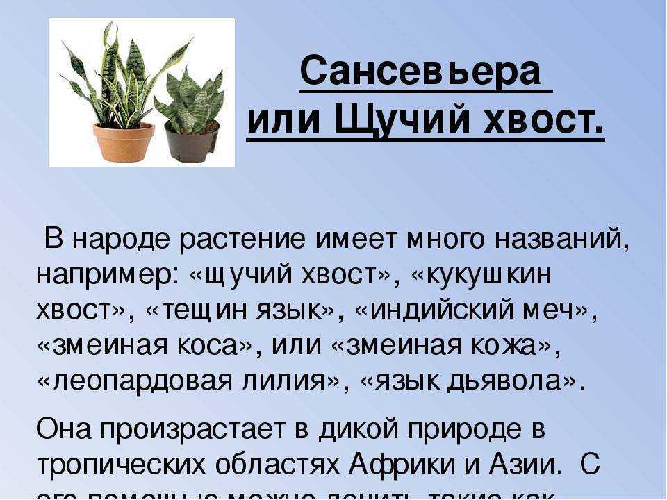 Кактусы — можно ли держать дома, приметы, связанные с состоянием растения