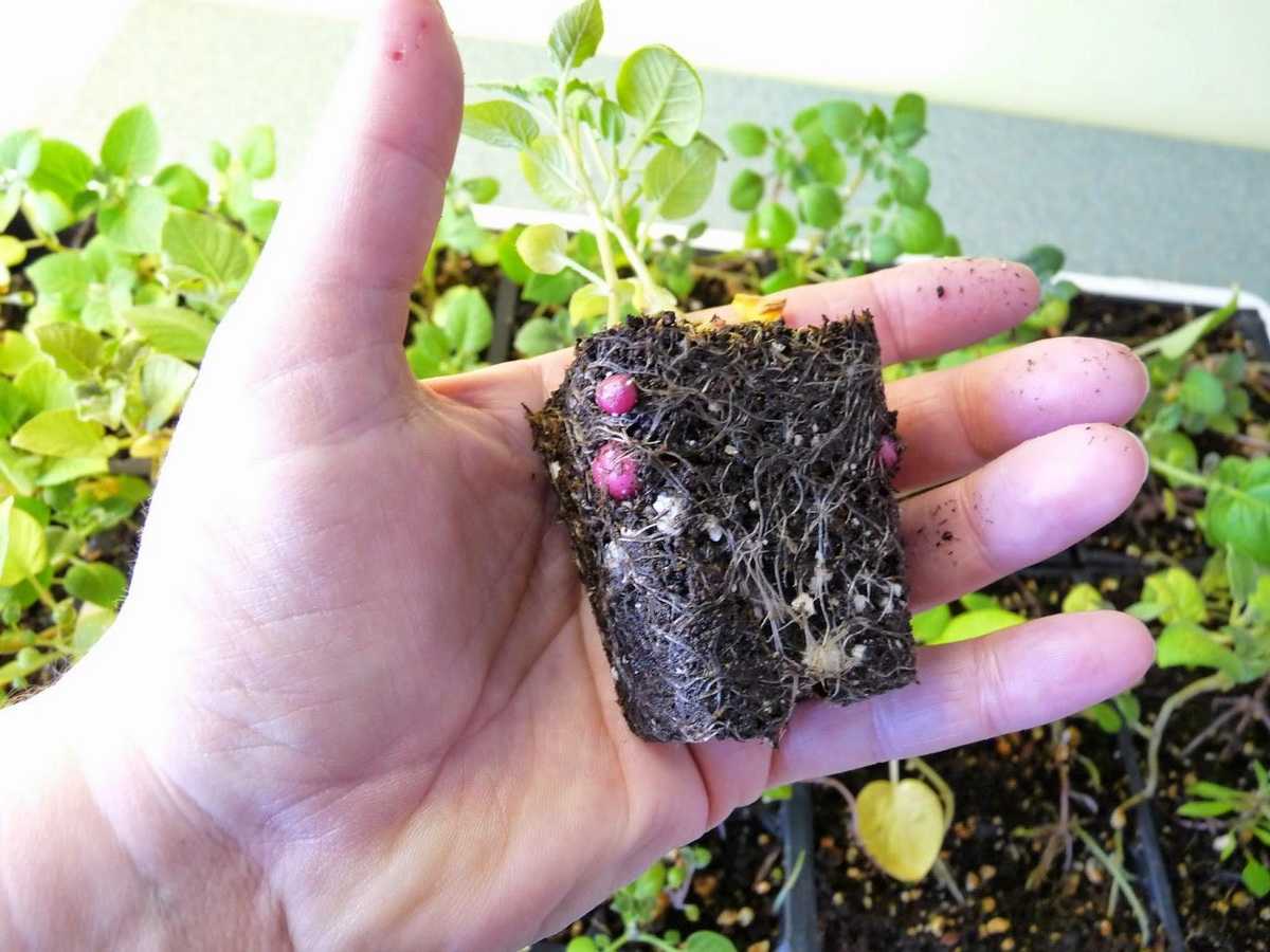 Выращивание картофеля из семян, технология посадки семенами на рассаду