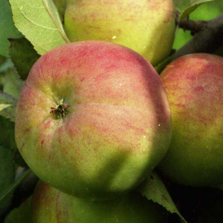 Яблоня болотовское: описание, фото, отзывы