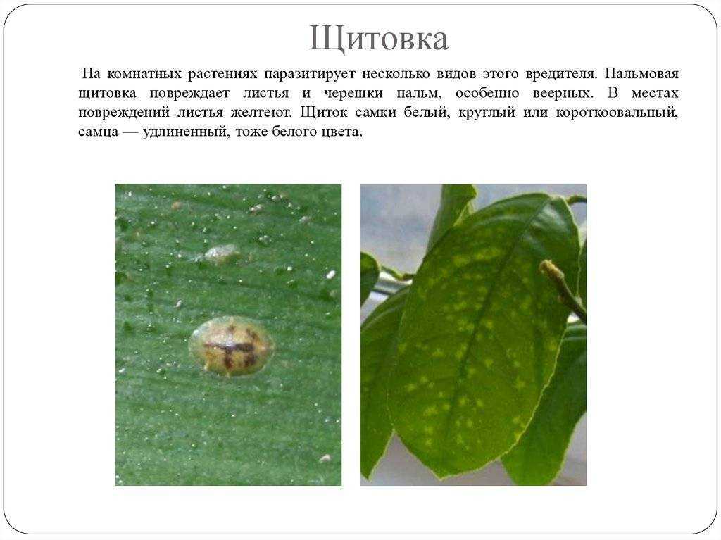 Трипсы на комнатных растениях: как выглядят на фото, как бороться с помощью народных средств, как еще избавиться, и способы борьбы, препараты для лечения заражения