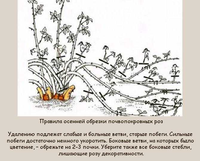 Как обрезать розы осенью, чтобы они отблагодарили буйным цветением?