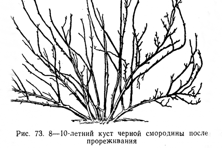 Как обрезать жимолость осенью, чтобы был хороший урожай