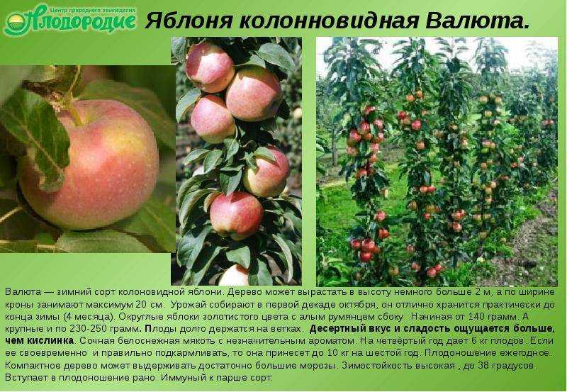 Яблоня «боровинка» — описание сорта. фото и отзывы