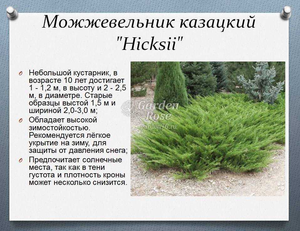 Можжевельник скальный блю эрроу: посадка и уход