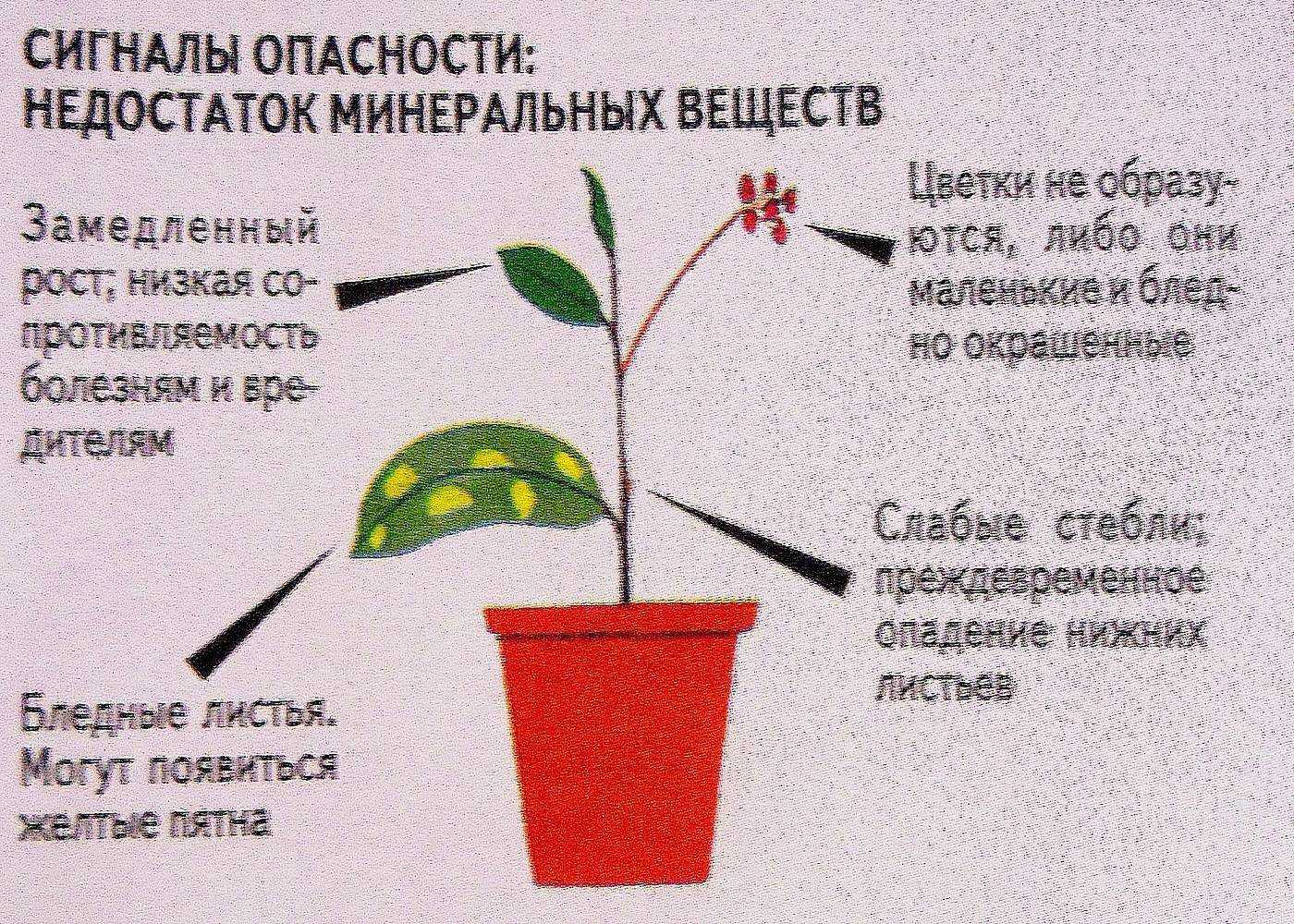 Можно ли поливать комнатные цветы минеральной водой