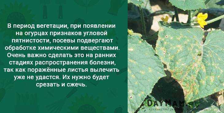 Почему желтеют листья у рассады огурцов и что делать? | садоёж