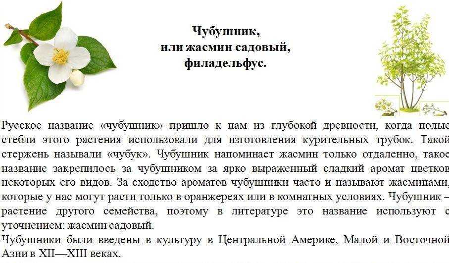 Жасмин садовый: посадка, уход, размножение, болезни | фото