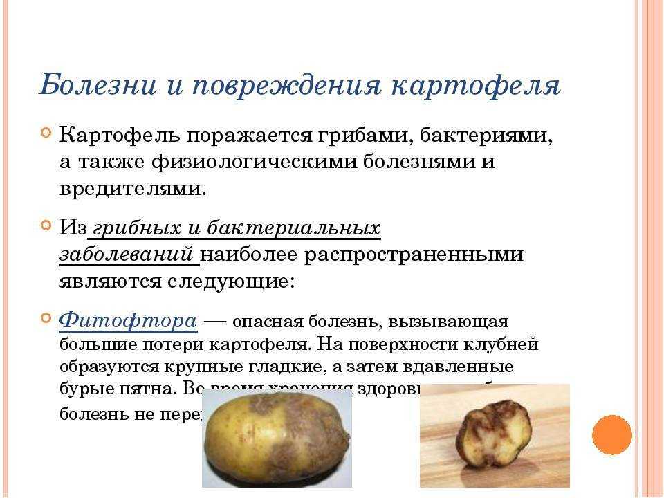 ᐉ болезни клубней картофеля: описание, фото и лечение - roza-zanoza.ru