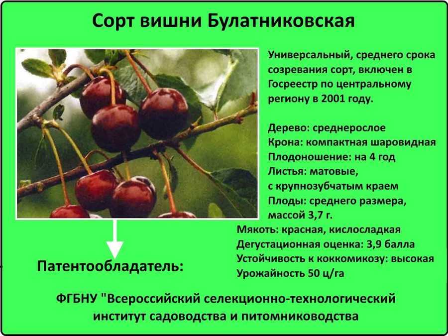 Лучшие сорта желтой черешни с фото и описанием
