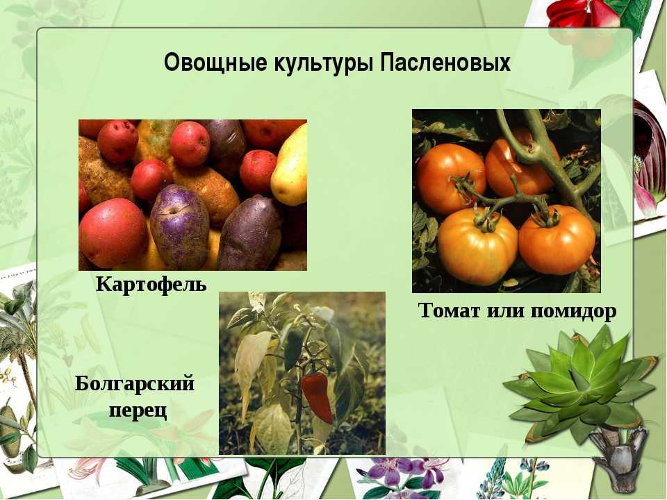 Лесные ягоды на даче • посадка деревьев леса - черника, голубика