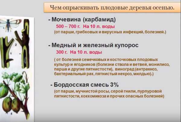 4 обязательных весенних обработки сада от болезней и вредителей