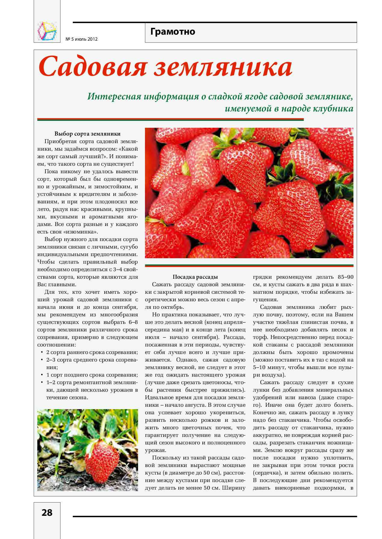 Клубника фестивальная: описание проверенного временем ягодного сорта, особенности выращивания для хорошего урожая