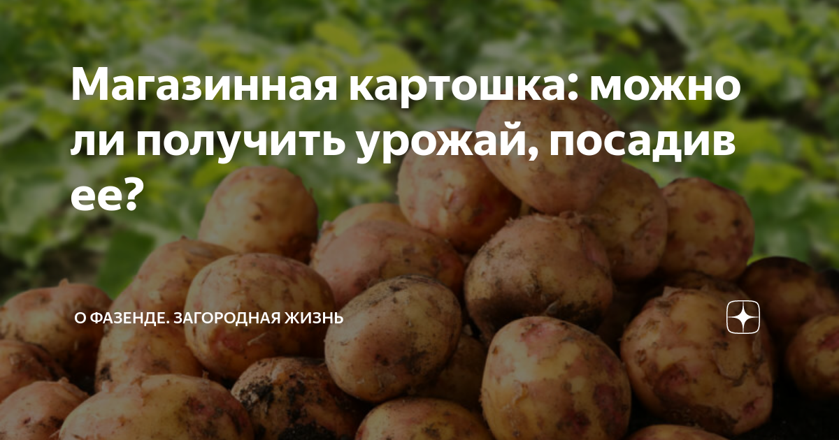 Лучшие сорта картофеля для урала с фото и описанием