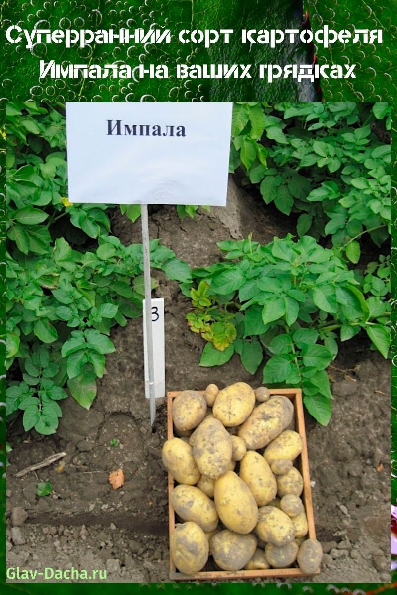 Картофель импала: описание сорта, фото, отзывы
