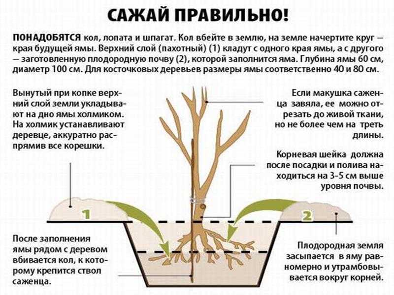 Посадка вишни, как правильно сажать летом или осенью с закрытой корневой системой
