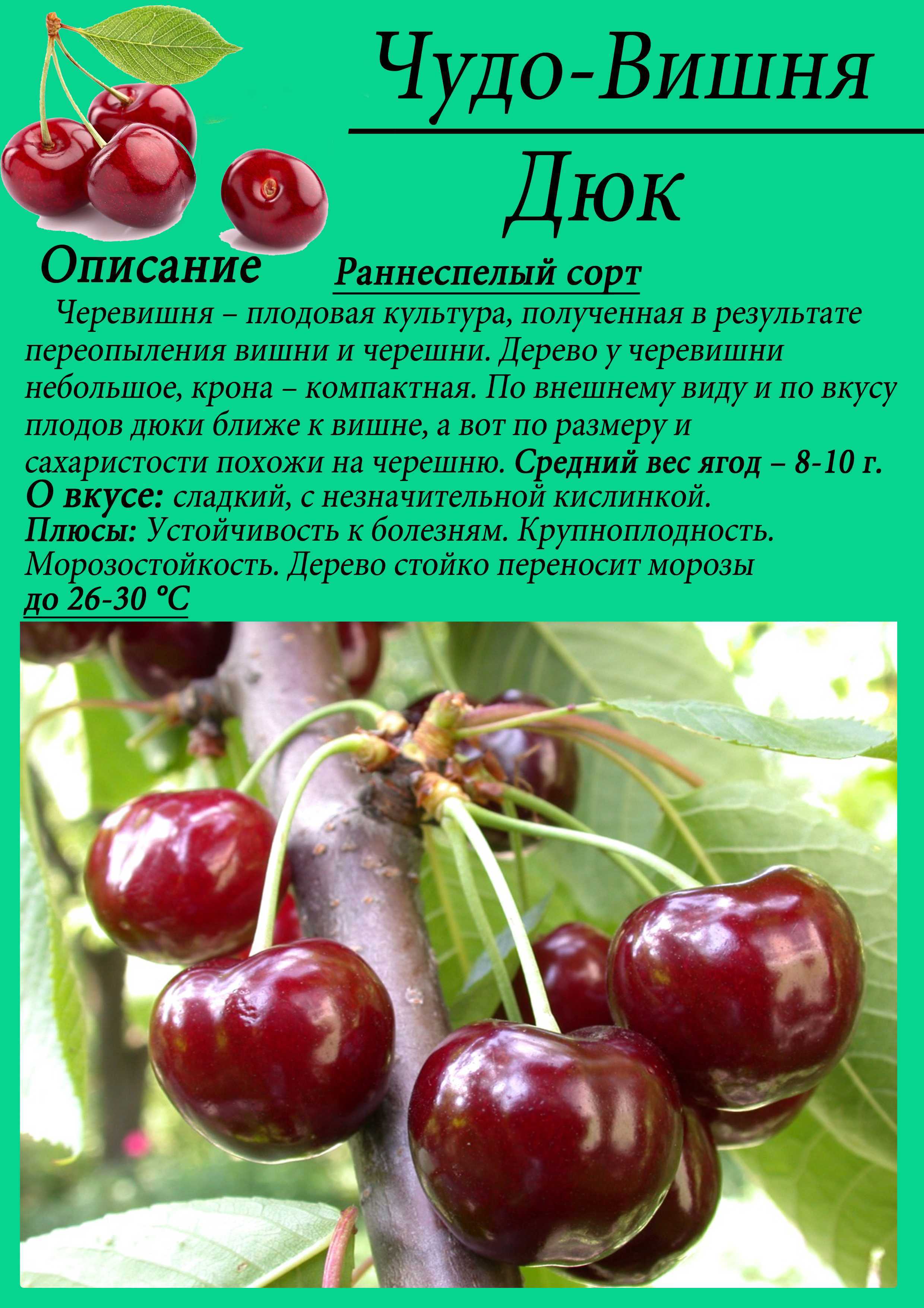 Сорта вишни для подмосковья: самые сладкие, вкусные, крупные, самоплодные и особенности выращивания в данном регионе