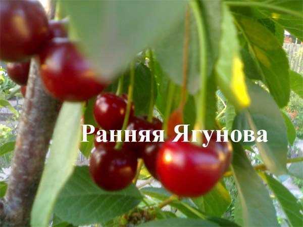 Монилиальный ожог вишни, лечение: 5 лучших препаратов