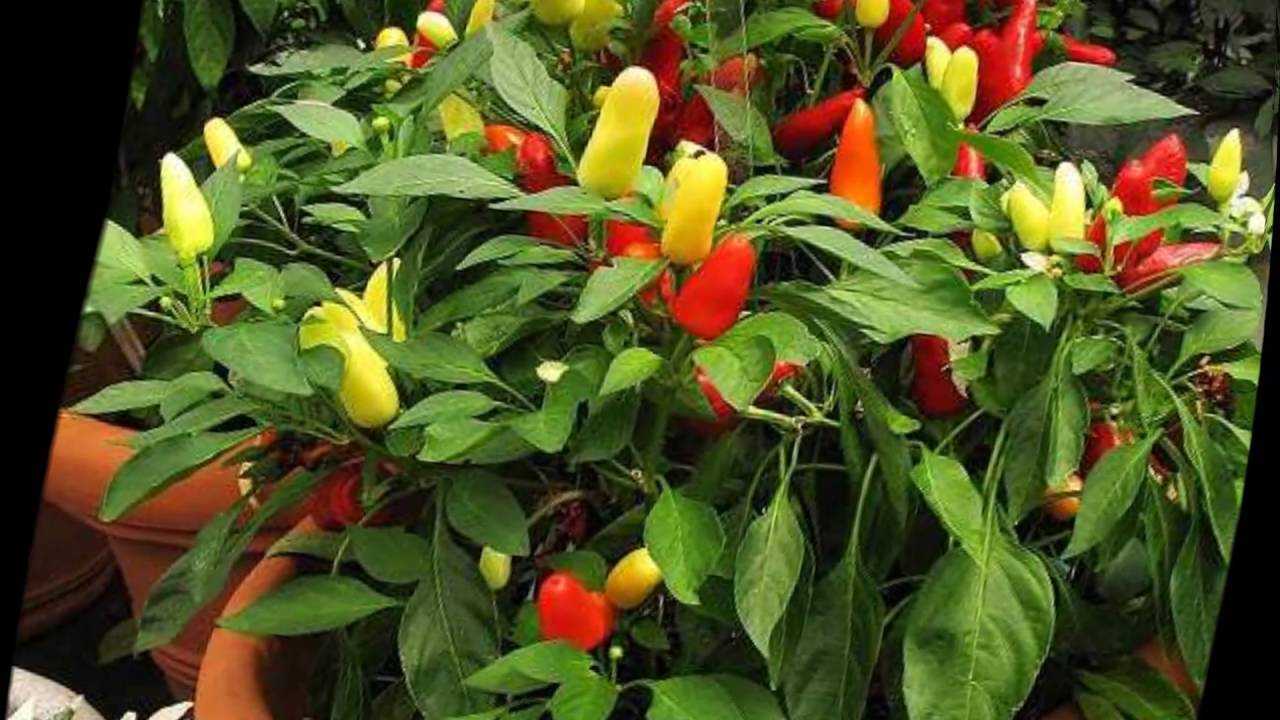 Перец чили в домашних условиях на подоконнике – будет ли расти как комнатное растение, какой уход ему необходим в 2023 году на гудгрунт