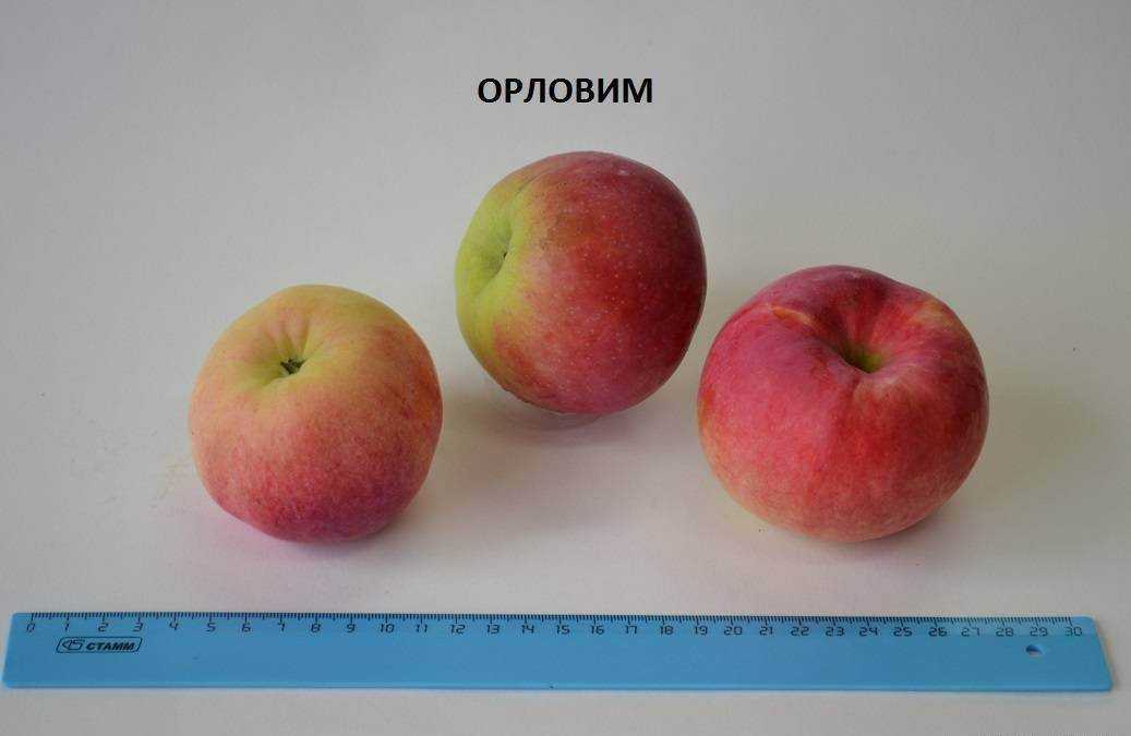 Сорт яблони орловим: фото, отзывы, описание, характеристики.